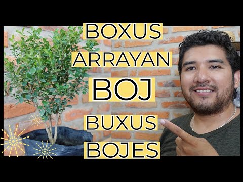 Video: Cultivo de boj: consejos para cuidar las plantas de boj