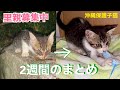 [沖縄保護子猫里親募集]2週間の成長記録まとめ、ウイルス検査結果。