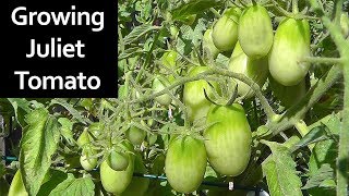 Tomato Plant Profile - Growing Juliet Roma Grape Tomatoes
