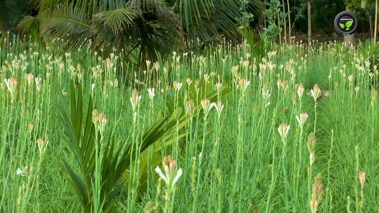 ಸುಗಂಧರಾಜದಲ್ಲಿ ಸುಖಕಂಡ ರೈತ - ಶ್ರೀ ಜಿ. ಬಿ. ಮಂಜುನಾಥ | Tuberose Farming