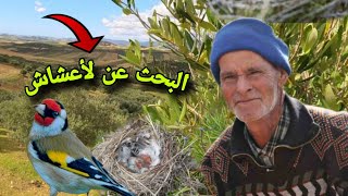 جولت البحت عن  عش طائر الحسون في البريةSearch for bird nests