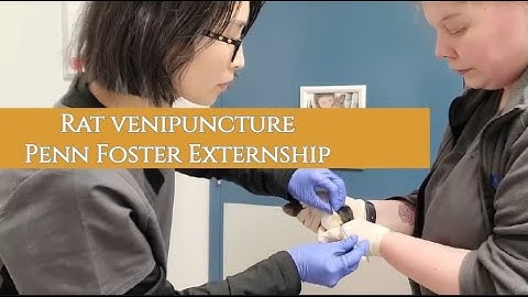 Rat Venipuncture ( Penn Foster Vet Tech)