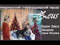 Будни стаффордширского терьера. Хендлер. Состояние Патрика. Бычий корень).