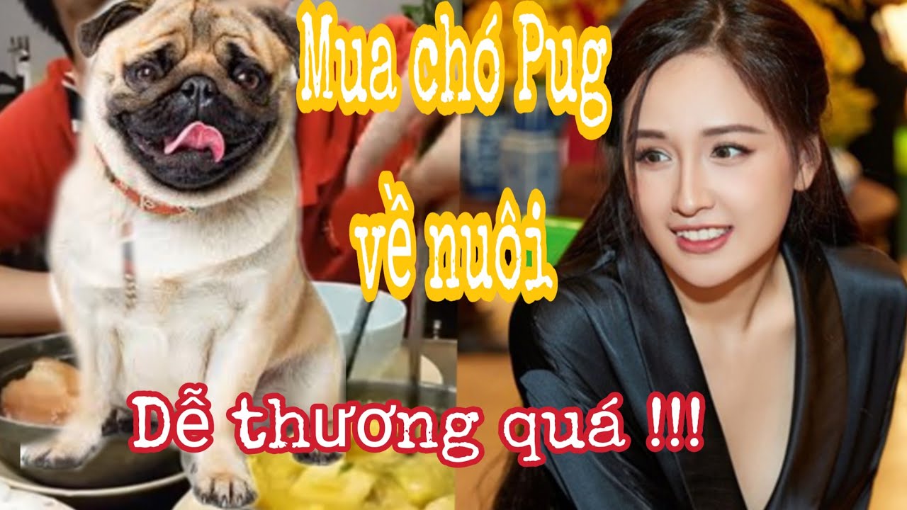 Nuôi không nổi bán chó Khoa Pug - YouTube