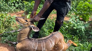 Deer Hunting In Nigeria - Best Nigeria Hunting Video - Hunting Ep17