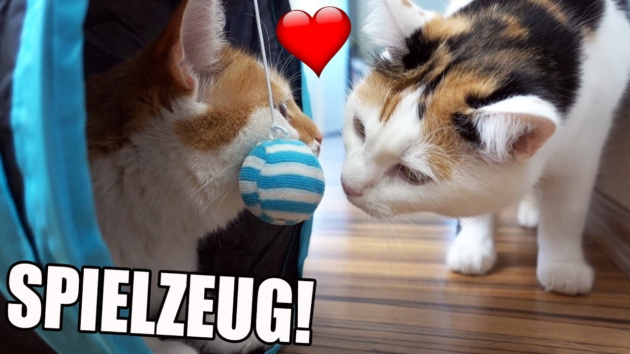 Günstige Katzen Gadgets von Amazon im Test!