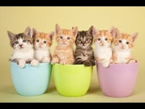 Vídeo: Cores Vermelhas De Gatos