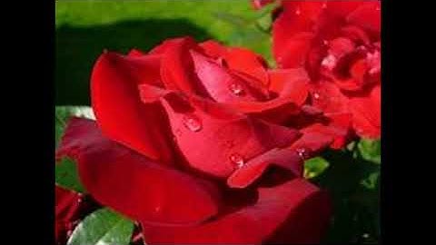 الشيخ عبيدة موفق يتلو علينا من سورة المعارج. تلاوة عذبة نقية.