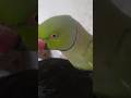 #shortvideos #parrot #birds video