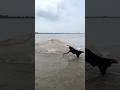Massive Fish Trapped, Then Escaped in Seconds! #fishing #reels #riverfishing #shorts #fishingdaily