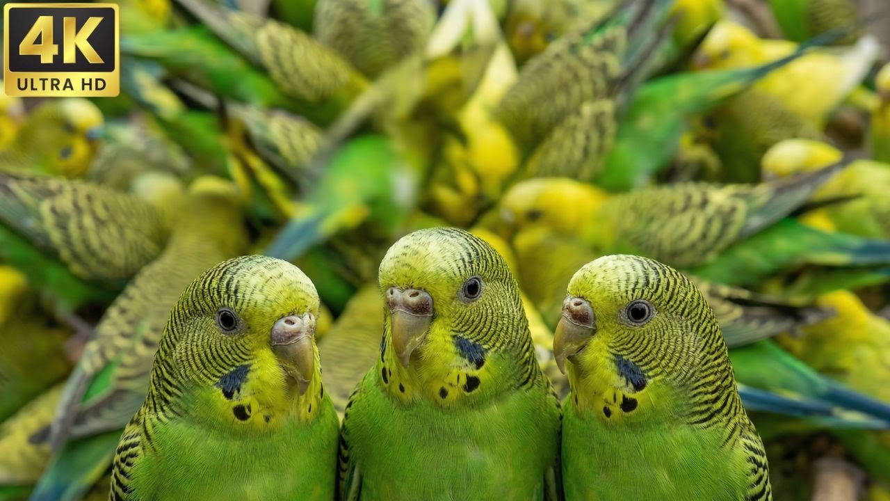 The Oriental Beauty: Rare Pheasants and Birds of China | 4K ASMR Video