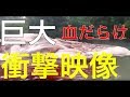 【2017衝撃映像】正体不明の15ｍのドロドロ流血死骸が漂着!! ＠インドネシア【映像あり】