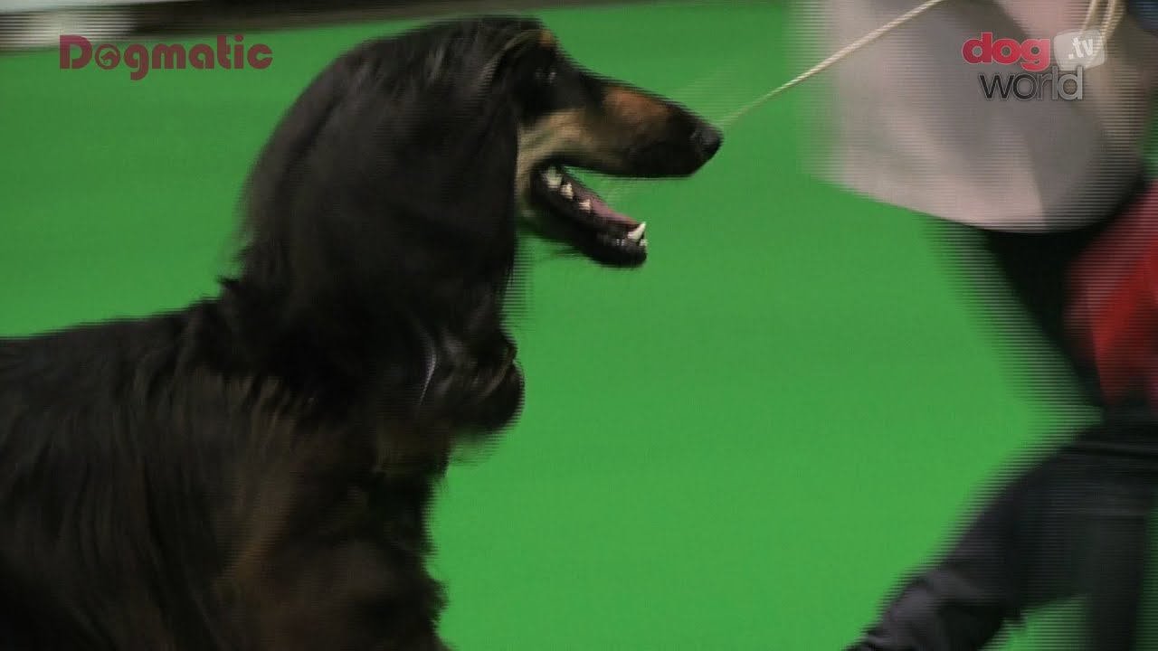 Midland Counties Dog Show 2015 - Hound Shortlist Highlights best in show imdb