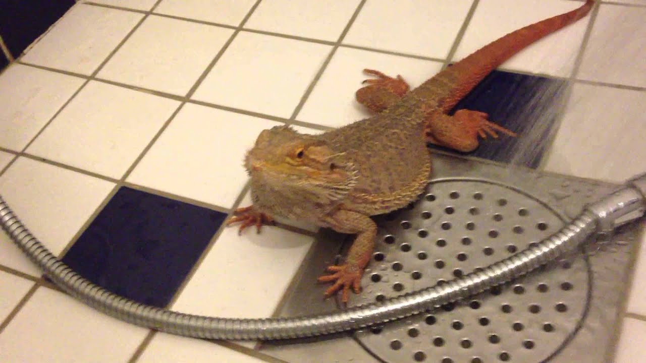 Bearded Dragon S First Time In The Shower Youtube