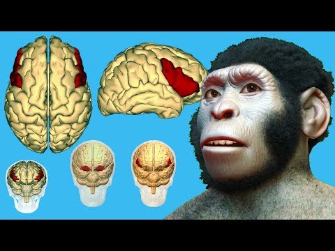 Video: Resterne Af Homo Naledi Kan ændre Ideen Om Menneskelig Evolution - Alternativ Visning