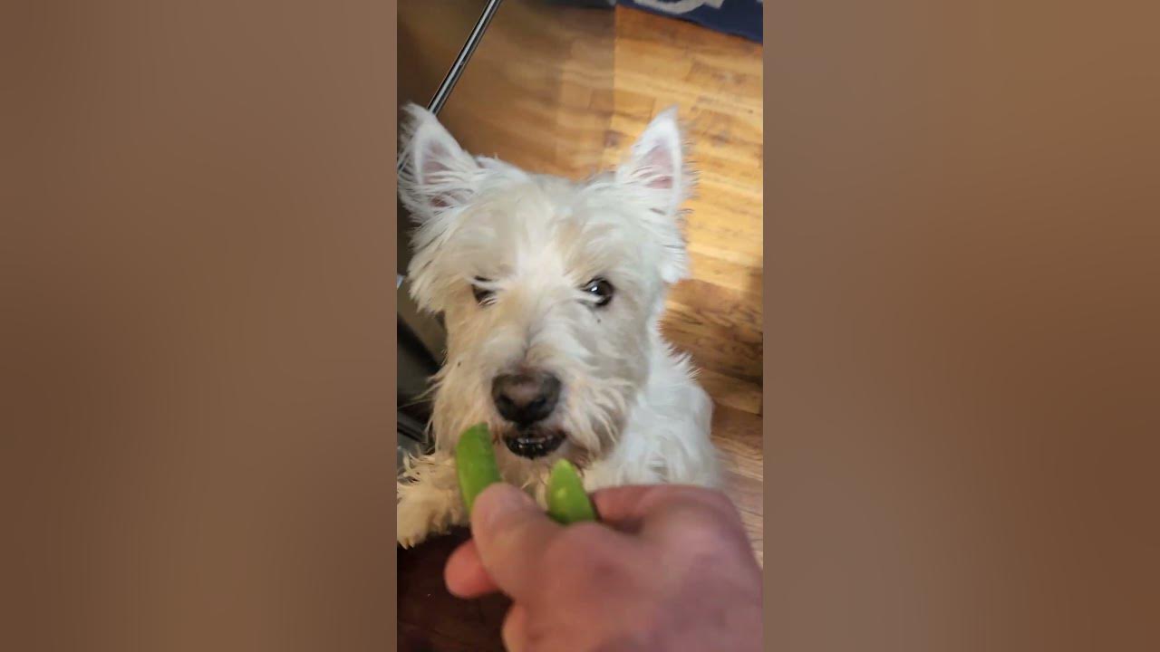 will-dogs-eat-snap-peas-youtube