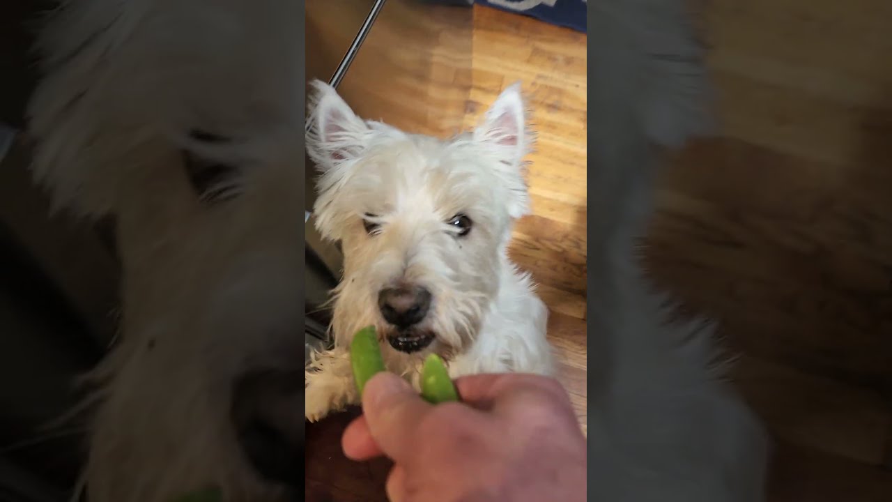 Will Dogs Eat Snap Peas YouTube Will Dogs Eat Snap Peas YouTube