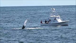 Guests Squeal With Delight as Humpback Whales Slap Fins on Cape Cod Bay Waves