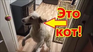 На самом деле Джесси - ЭТО КОТ!