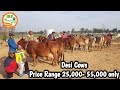 👍For Sale: Desi Cows ,Price 25,000- 55,000 👍. #Handa Sir Farm.👍