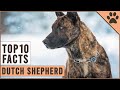 Dutch Shepherd - Top 10 Facts