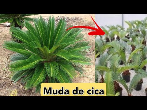 Vídeo: Cabeça de flor de palmeira de sagu - dicas para cortar flores de sagu