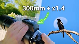 POV Bird Photography - 300mm 1.4x TC (840mm Equiv.) on M43 POV Bird Photography - 300mm 1.4x TC (840mm Equiv.) on M43