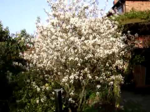 Video: Allegheny Serviceberry Məlumatı: Allegheny Serviceberry Ağaclarının Yetişdirilməsi üçün Məsləhətlər