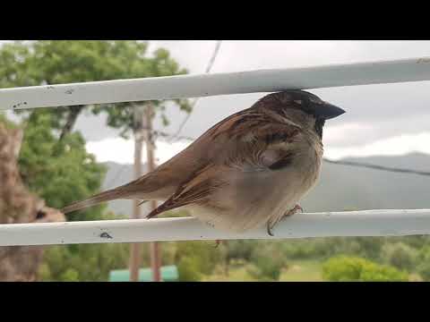 طائر الحمير عن قرب طبيعة تافرانت الخلابة