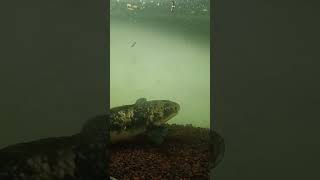Chana Predatory Fish