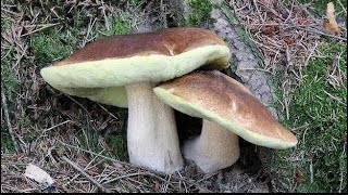 Picking king boletus. Best mushroom video.2024