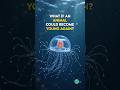 🪼 The Only Animal That Can Become Young Again! 😱 | The Immortal Jellyfish