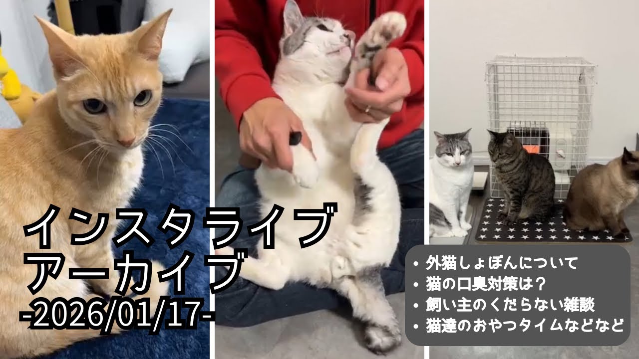 【猫雑談ライブ】外猫しょぼんとうちの子等、他｜インスタライブアーカイブ ｜2026/01/17