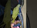cute busy parrot 🦜#mithukibatain #talkingparot #shortvideo #viral #trending
