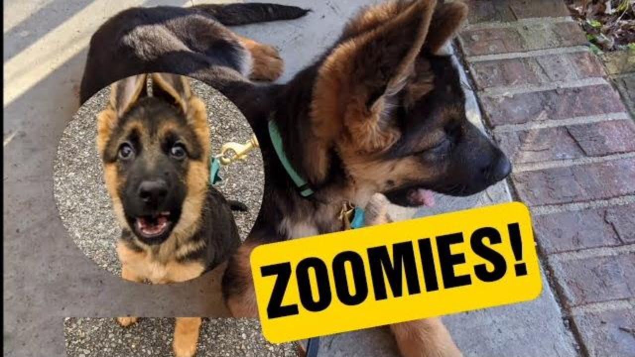 ZOOMIES! 14 Week Old German Shepherd Puppy has the "ZOOMIES" zoomies