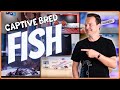 Is your tank ready successfully adding livestock to a saltwater aquarium ep8