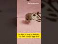 Các bạn có thấy bé hamster nào nhỏ như thế này chưa 🤣🤣🤣 #hamster #viralvideo #trendingshorts #pets