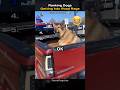 Ranking Dogs Road raging #roadrage #dog