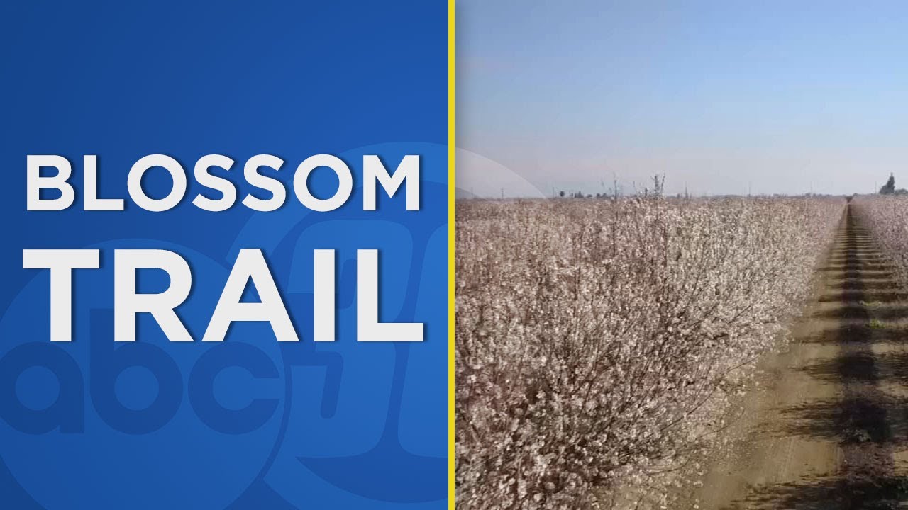 The 2019 Fresno County Blossom Trail is in full bloom!