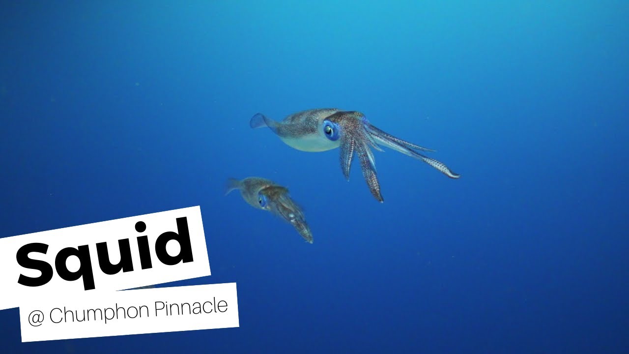 Squid At Chumphon Pinnacle Koh Tao Thailand YouTube