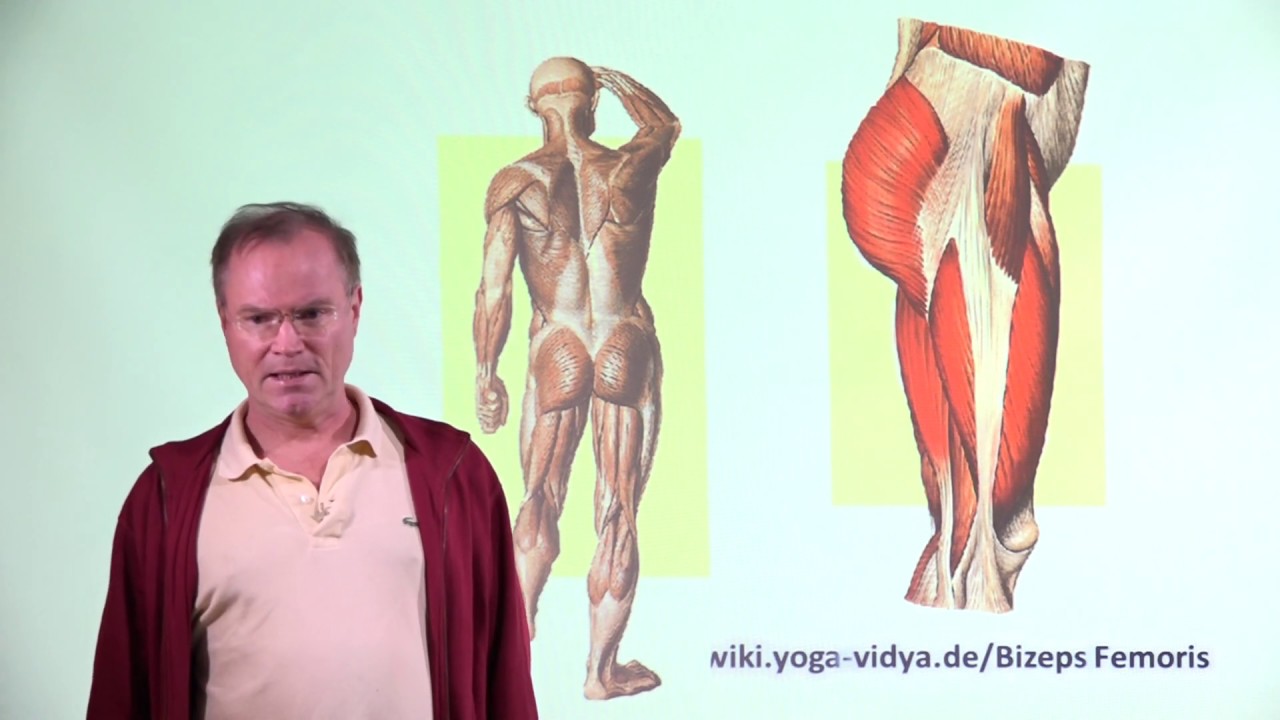 Bizeps Femoris  - Muskeln und Muskeltraining mit Yoga