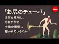 お尻のチューバは何を意味し、それがなぜ中世の美術に描かれているのか - ミッシェル・ブラウン
