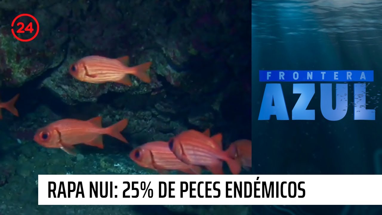 Frontera azul: Rapa Nui: el 25% de los peces son endémicos | 24 Horas ...