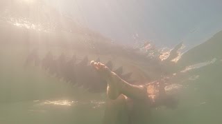 Seabreacher Tribute to Shark Week!!!