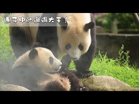 《超萌滾滾秀》第一百一十二期 團子中的邋遢大王！| iPanda熊貓頻道
