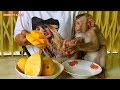 Monkey Kako Sitting Wait Mom Give Him Eat Sweet Mango Fruits | Monkey Eat Mango Fruits