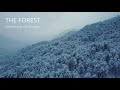 The forest  aleksandar dimitrijevic