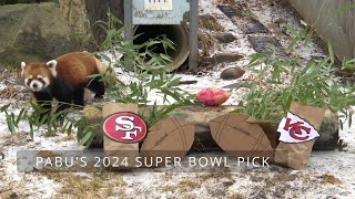 Panda prediction: ZooMontana's Pabu the Red Panda makes Super Bowl pick