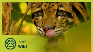 Thailand - The Wild Heart - Wildest Indochina 3/5 - Go Wild