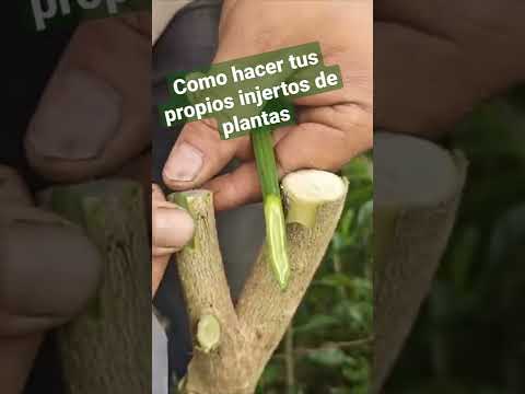 Como hacer injertos?